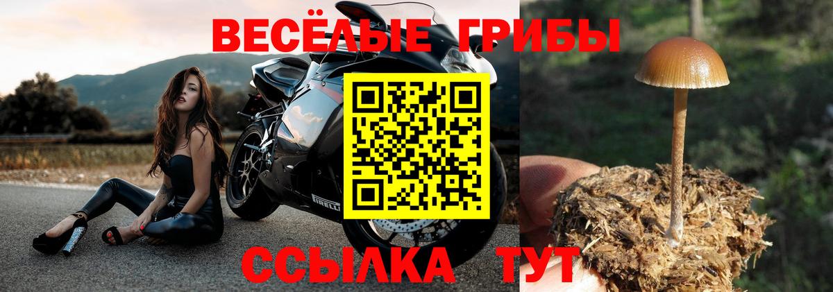 Выкса  Псилоцибиновые грибы Psilocybine cubensis  Вход с VPN 